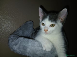 Mixed Breed cats 4 month old kitten for sale - Advert 1
