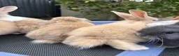 Mini Lop rabbits for sale: Pure breed Mini Lops - Advert 8