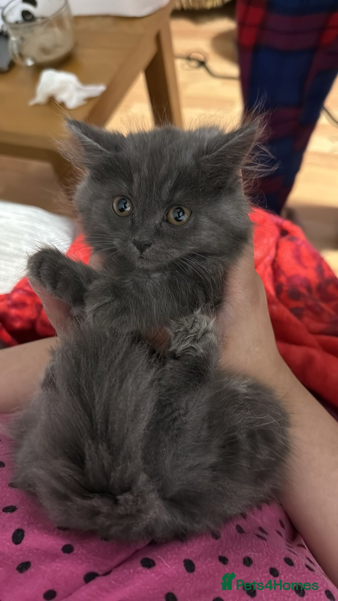 British Shorthair cats for sale: British shorthair - Advert 7