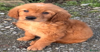 Golden Retriever dogs KC health checked outstanding temperaments  - Advert 3