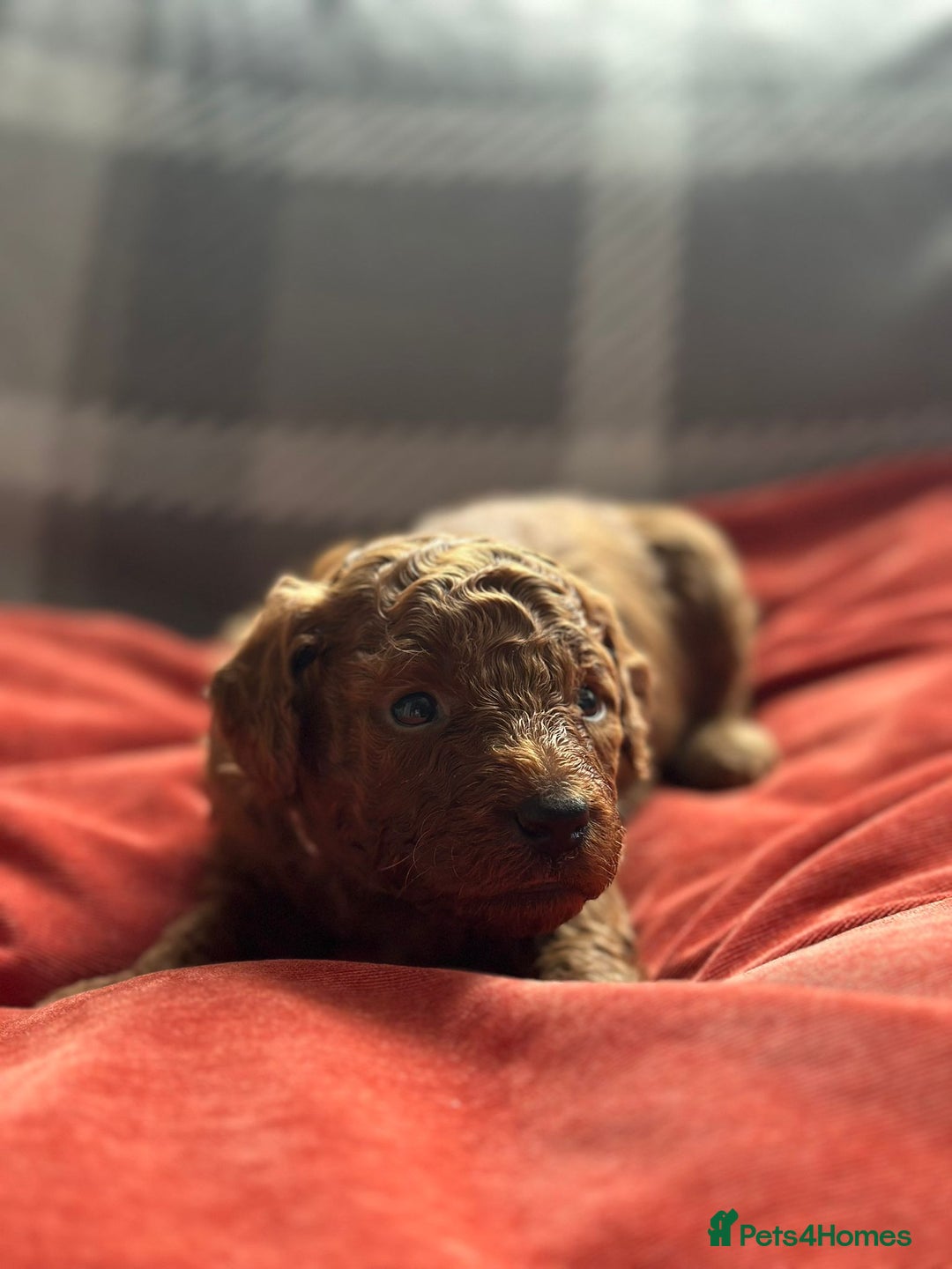 Mixed Breed dogs for sale: Poochon x Maltipoo puppies - Image 4
