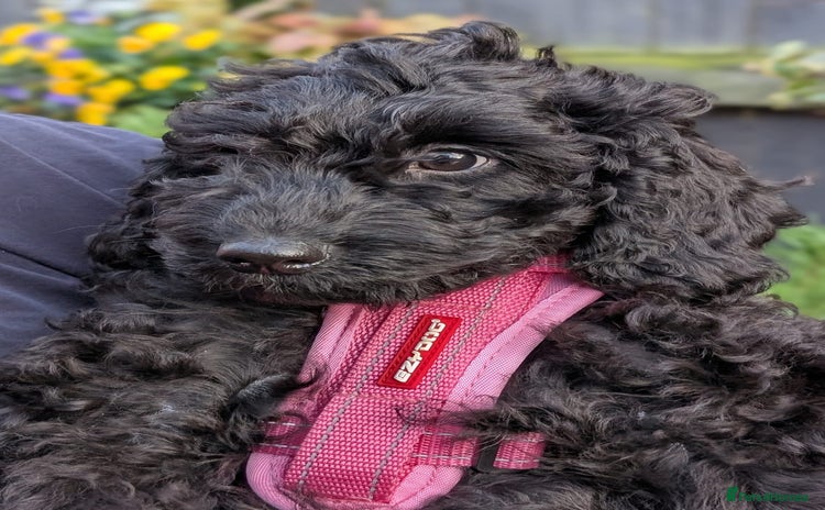 Australian Labradoodle dogs Ready Now F1B Miniature Australian Labradoodles - Advert 5