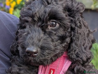 Australian Labradoodle dogs See us Live on YouTube Australian Labradoodles - Advert 1