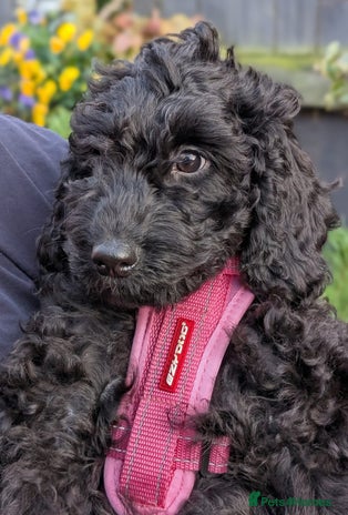 Australian Labradoodle dogs Ready Now F1B Miniature Australian Labradoodles - Advert 5