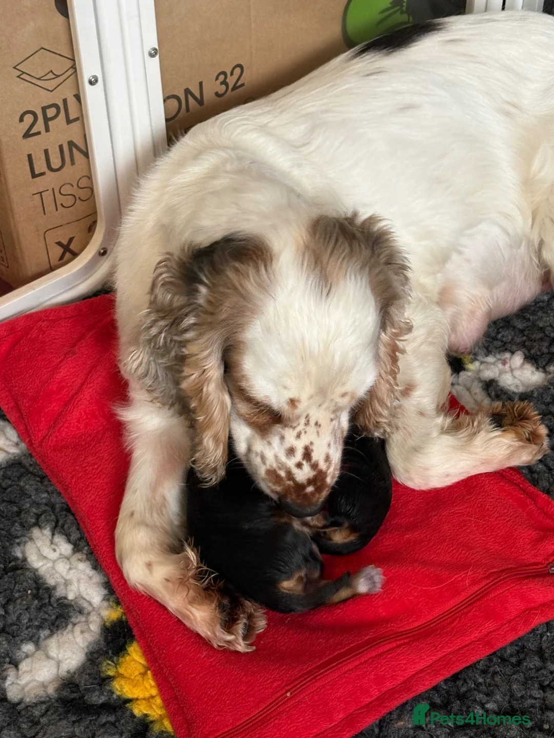 Cocker Spaniel dogs for sale: Beautiful Kc reg show type cocker spaniels  - Advert 9