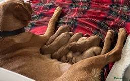 Labrador Retriever dogs for sale: Fox Red, Health Tested, KC Reg Lab Puppies - Advert 22