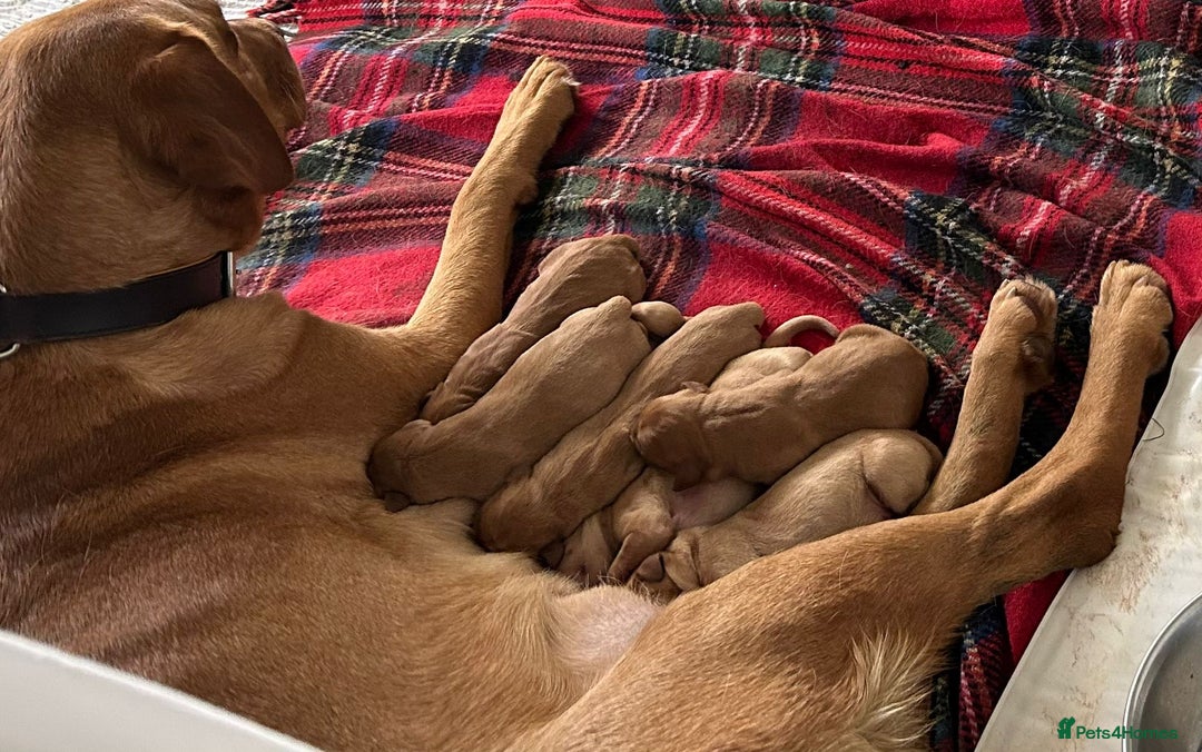 Labrador Retriever dogs for sale: Fox Red, Health Tested, KC Reg Lab Puppies - Advert 22