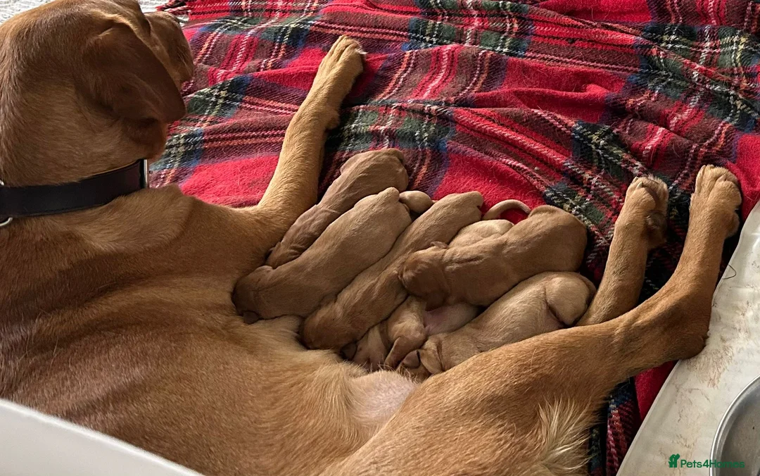 Labrador Retriever dogs for sale: Fox Red KC Reg Fox Red Lab, M&D hip & elbow scored - Advert 21