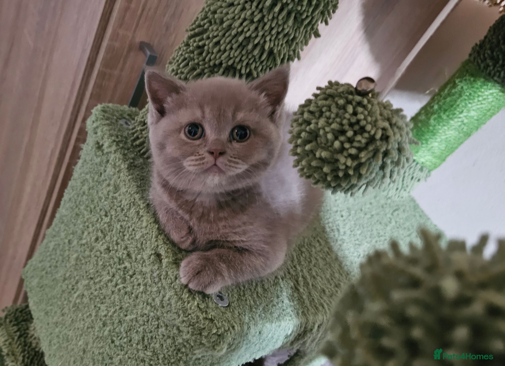 British Shorthair cats Chocolate and lilac BSH and longhaired kittens - Advert 2