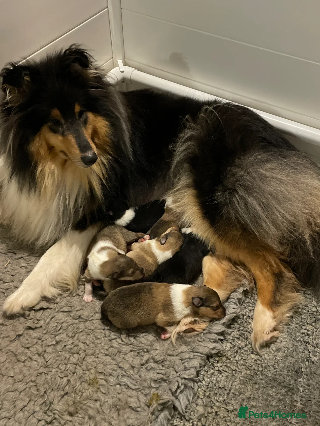 Rough Collie dogs for sale: KC Registered sable and white rough collie - Advert 2