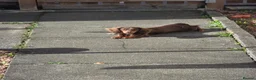 Miniature Dachshund dogs for sale: KC registered long haired mini dacshund in Inverkeithing - Advert 1