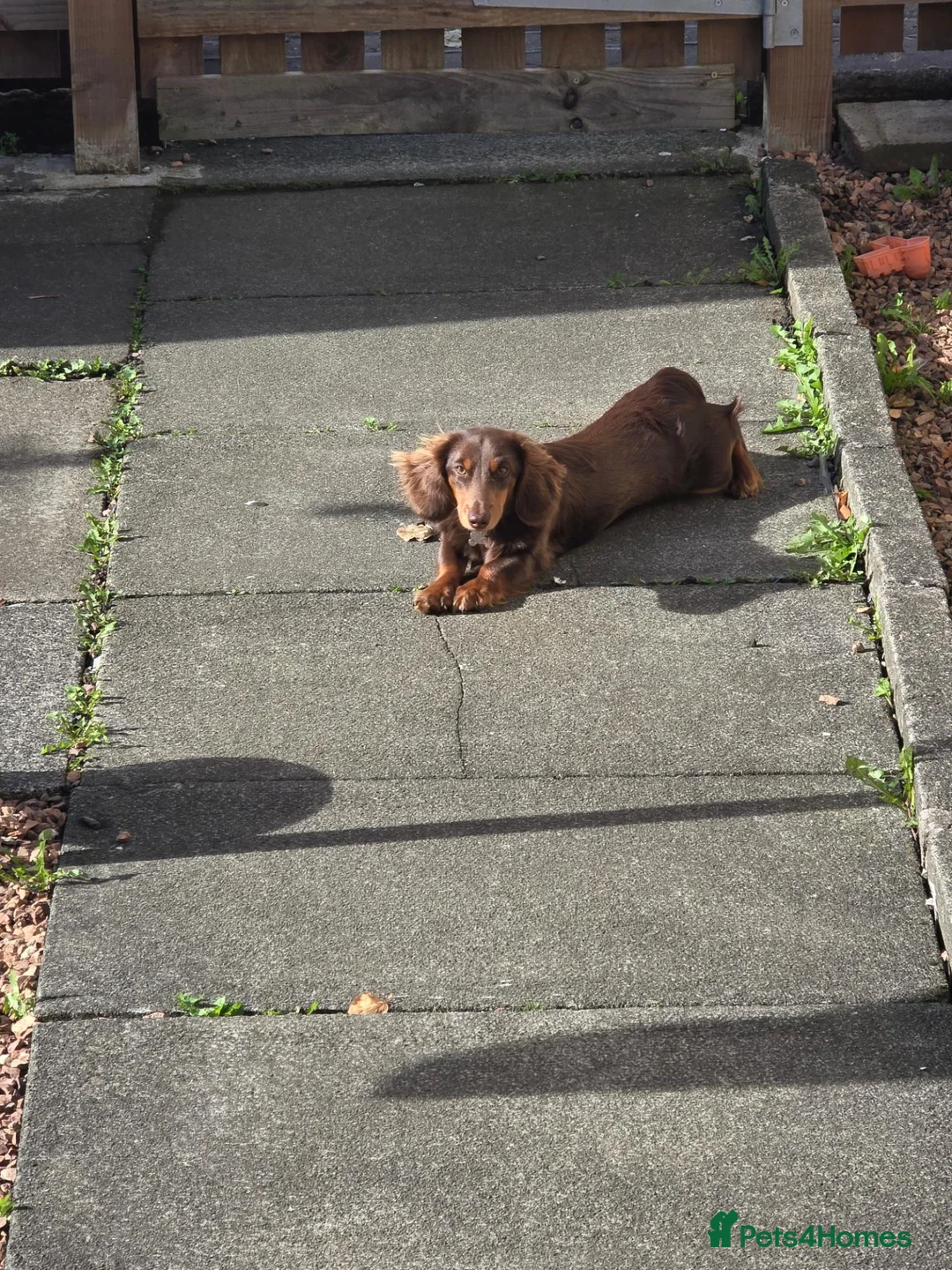 Miniature Dachshund dogs for sale: KC registered long haired mini dacshund in Inverkeithing - Advert 1