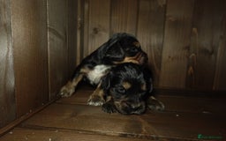 Cocker Spaniel dogs for sale: Quality KC Show type Cocker spaniels - Image 2