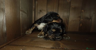 Cocker Spaniel dogs - Advert 13