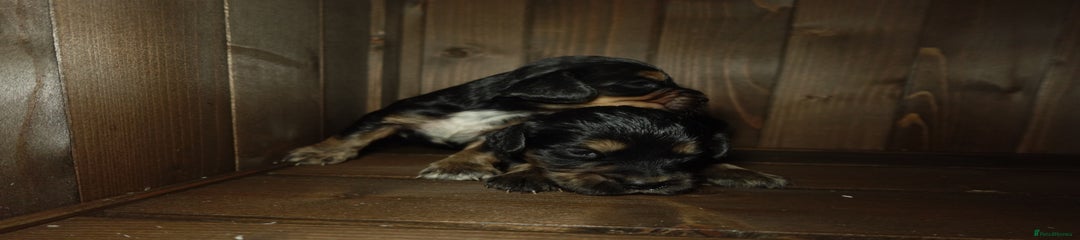 Cocker Spaniel Puppy 6