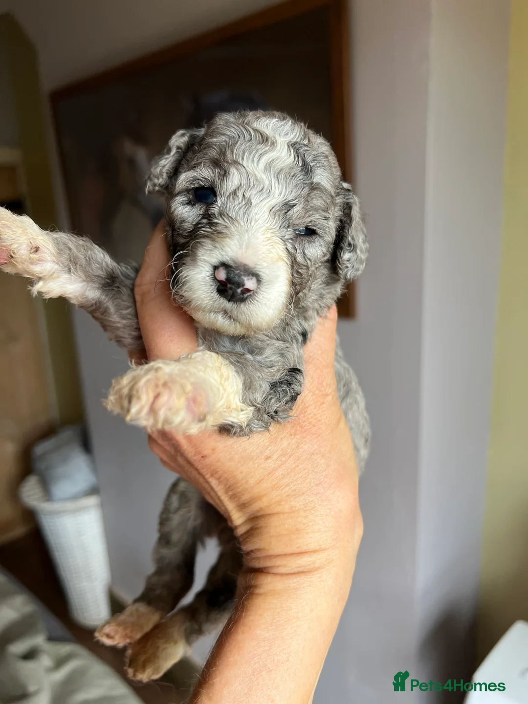 Bordoodle dogs for sale: F1b Bordoodle extensive genetic test clear - Advert 23