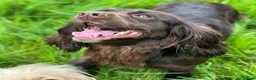 Sprocker dogs for sale: Ella is looking for a forever home  - Advert 10