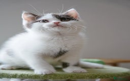 British Shorthair cats for sale: Health tested and registered Chocolate BSH - Image 12