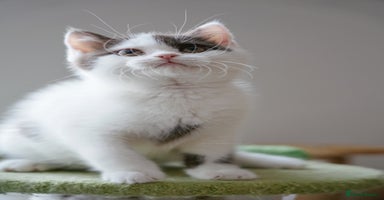British Shorthair cats - Advert 15