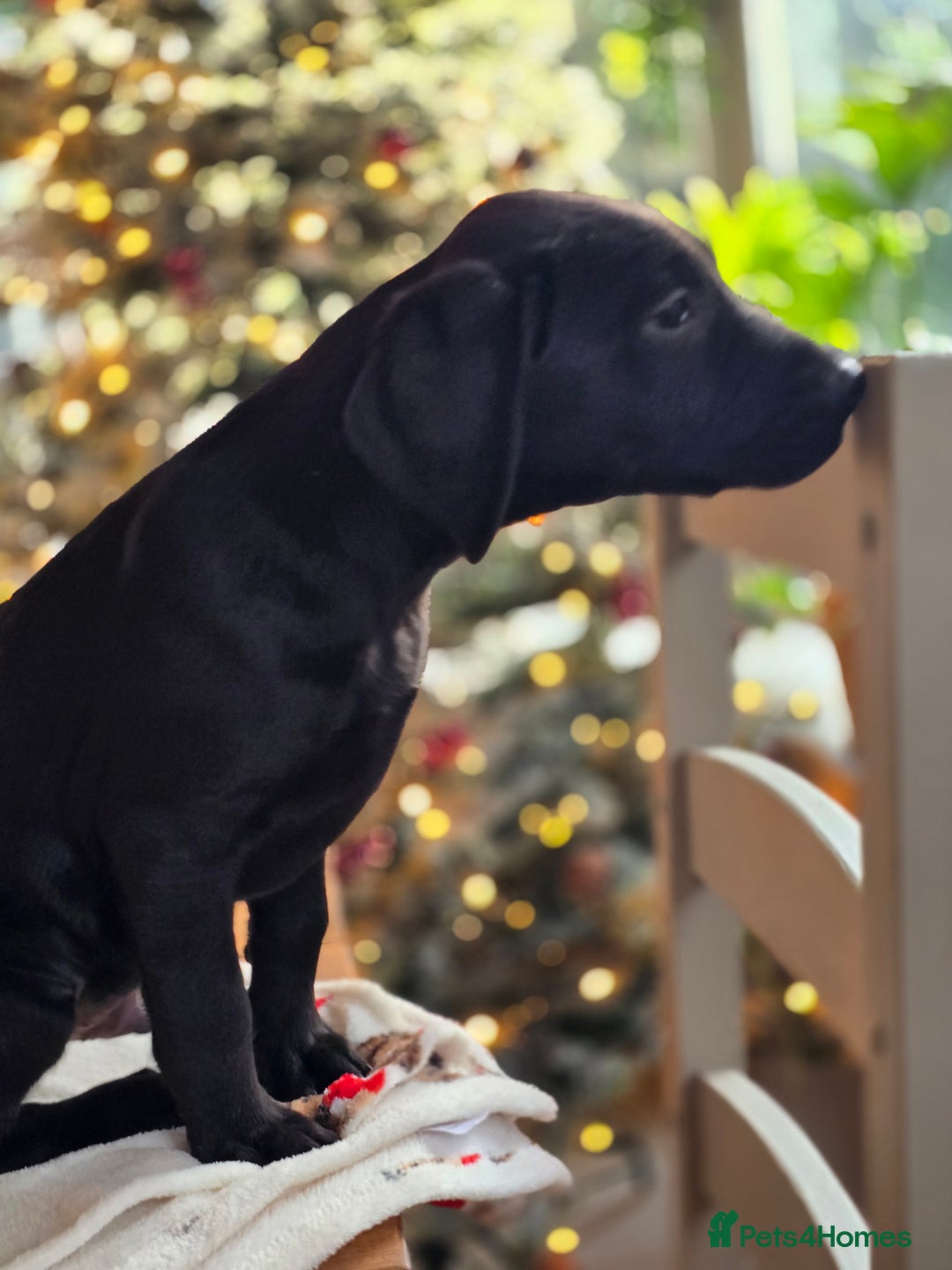 Labrador Retriever dogs for sale: One black boy looking for his forever family - Advert 7