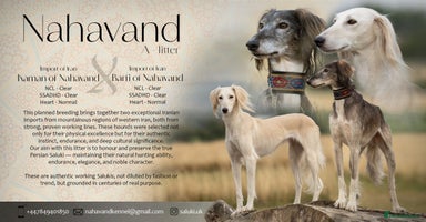Saluki dogs - Advert 9
