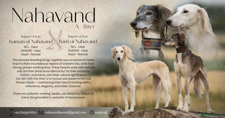Saluki dogs - Advert 1