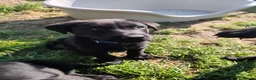 German Shepherd dogs for sale: 6 Beautiful German Shepherd Puppies (3 LEFT) - Advert 19