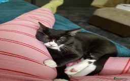 British Shorthair cats for sale:  1 year old cat - Image 1