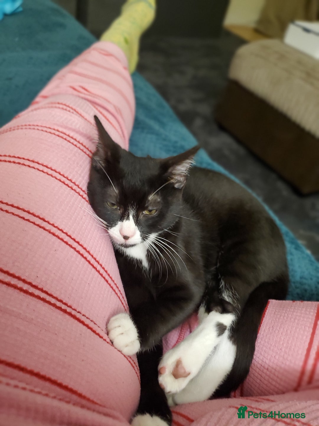 British Shorthair cats for sale:  1 year old cat - Image 1