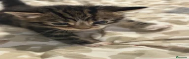 Tabby female