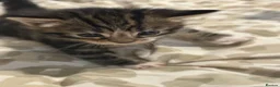 Mixed Breed cats for sale: 3 kittens available  in Nottingham - Advert 3