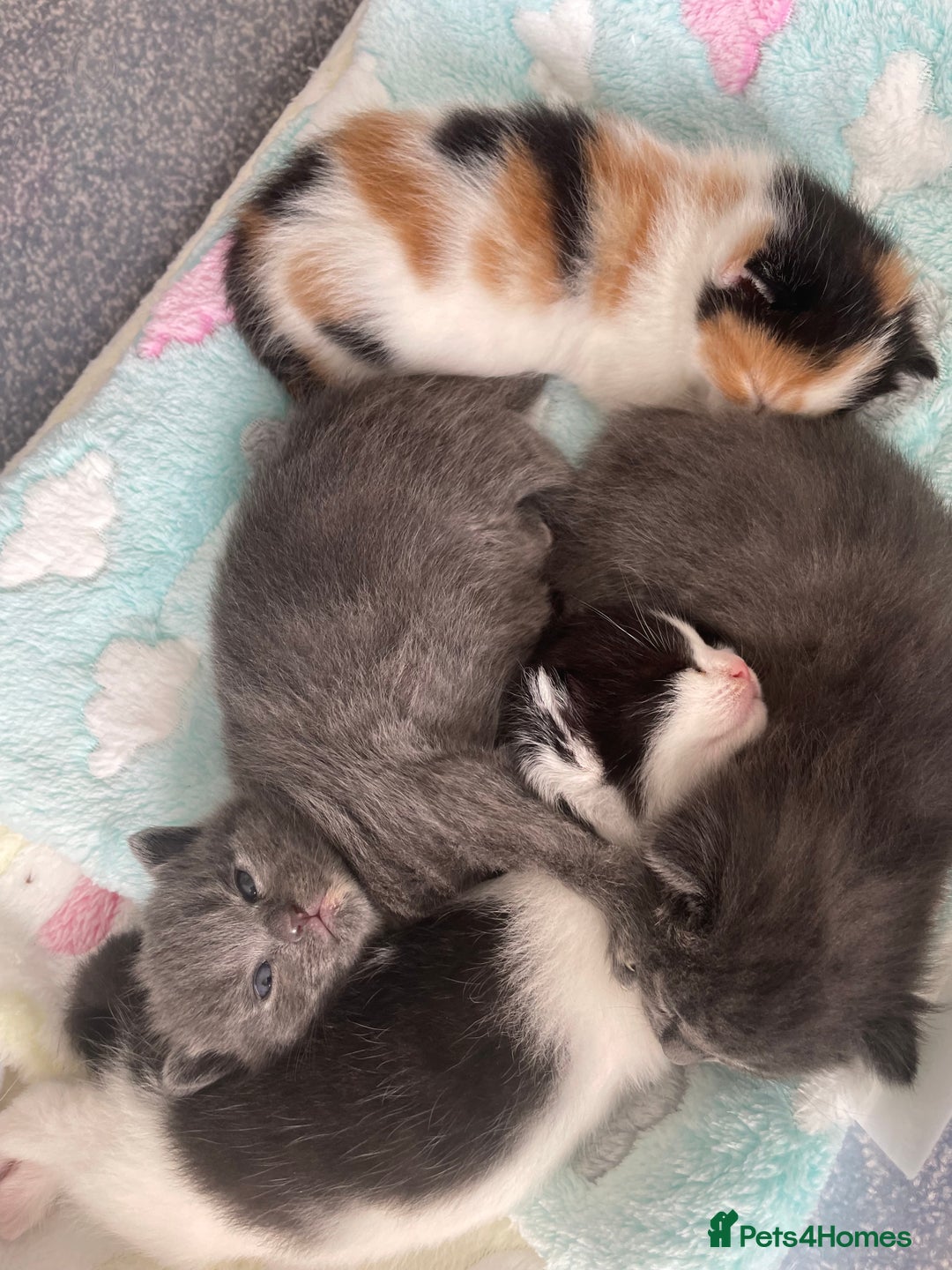 Domestic Shorthair cats for sale: Four kittens, 4 weeks old - Image 18