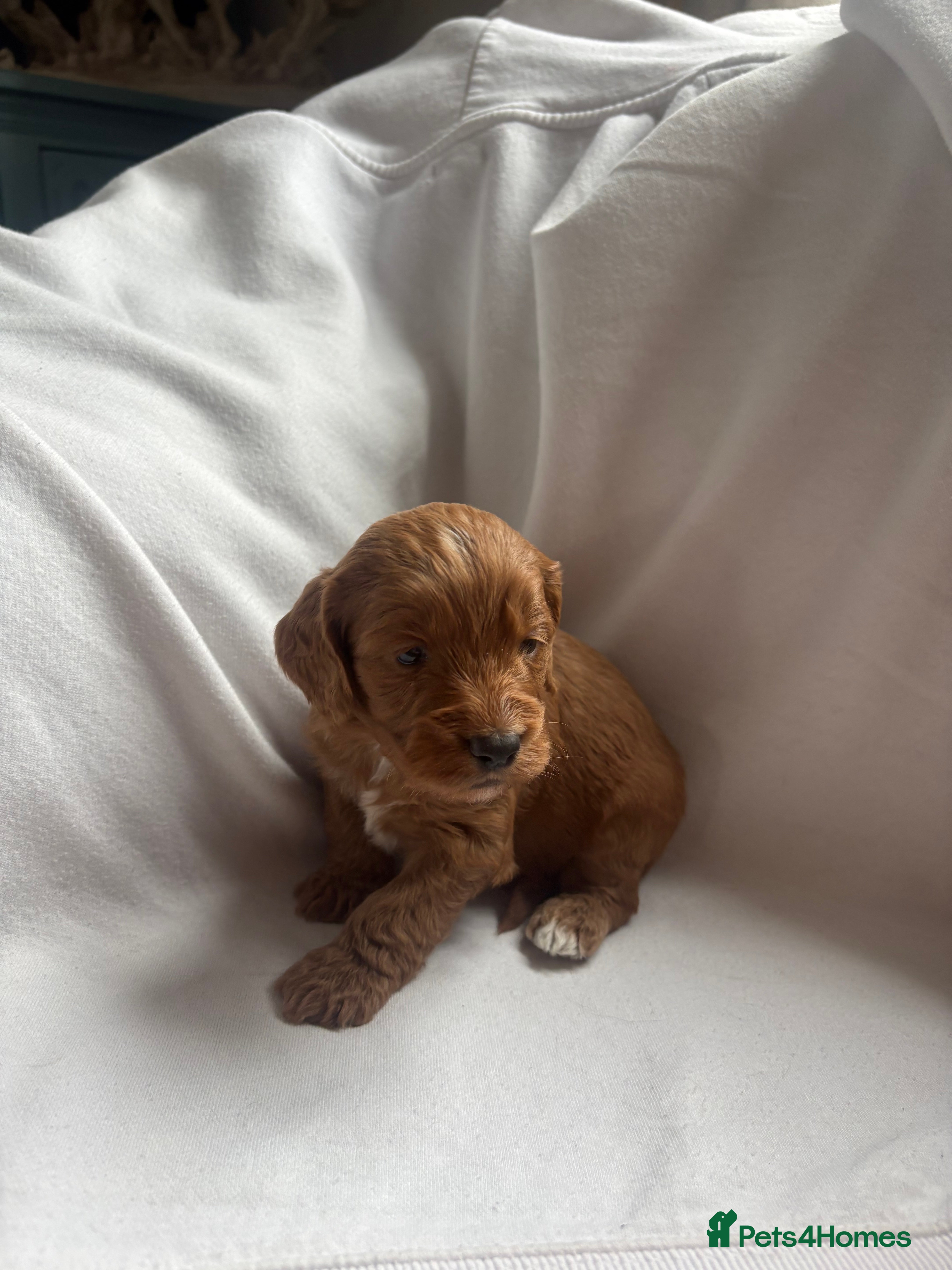 Cockapoo dogs Gorgeous F1 cockapoos 🤍 - Advert 2