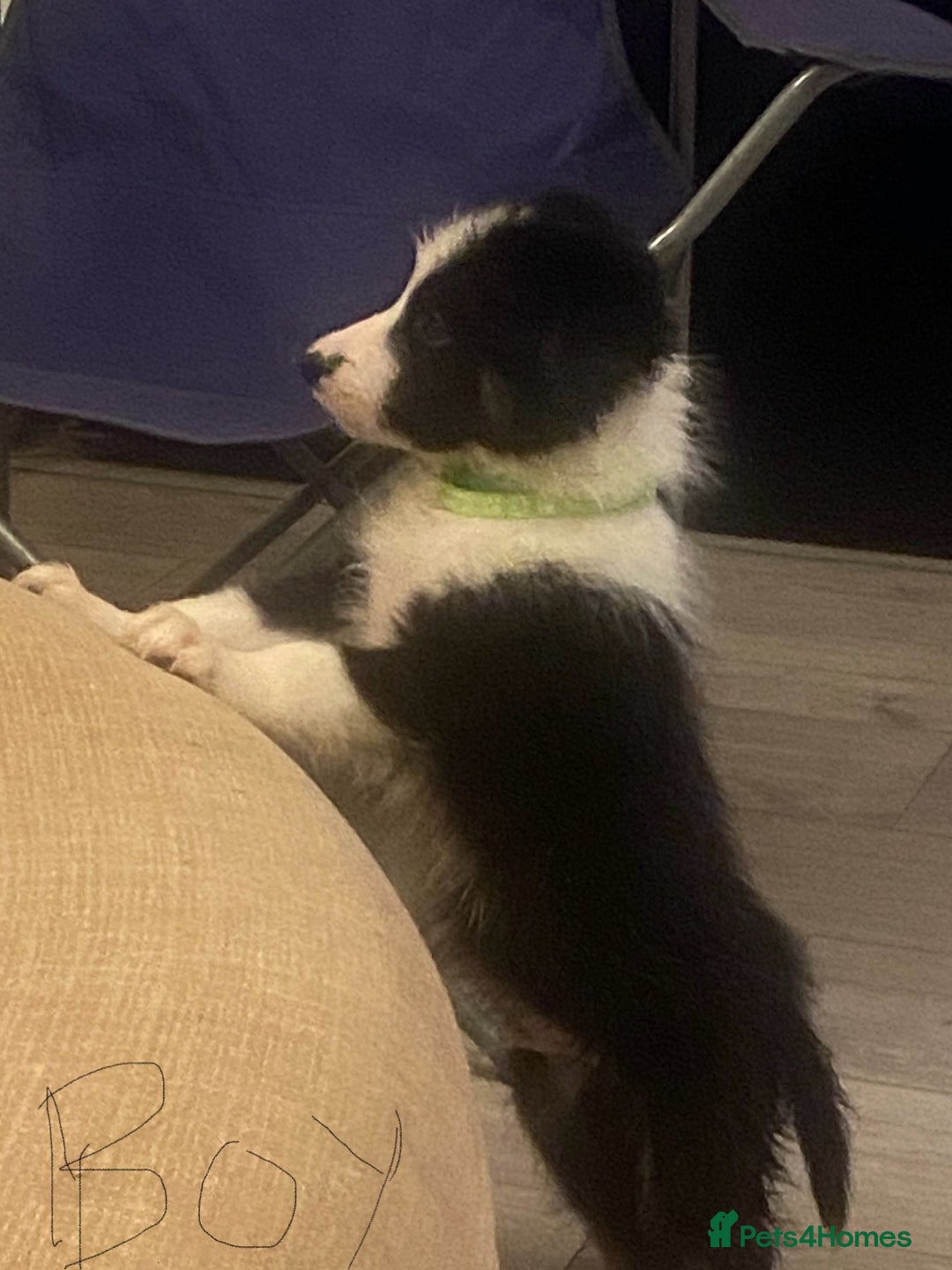 Border Collie dogs for sale: Beautiful pure bred Border Collie Puppies - Image 3