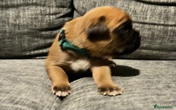 Boxer dogs for sale: Beautiful bob/tailed litter pure boxers  - Advert 30