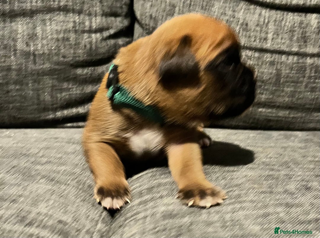 Boxer dogs for sale: Beautiful bob/tailed litter pure boxers  - Advert 30