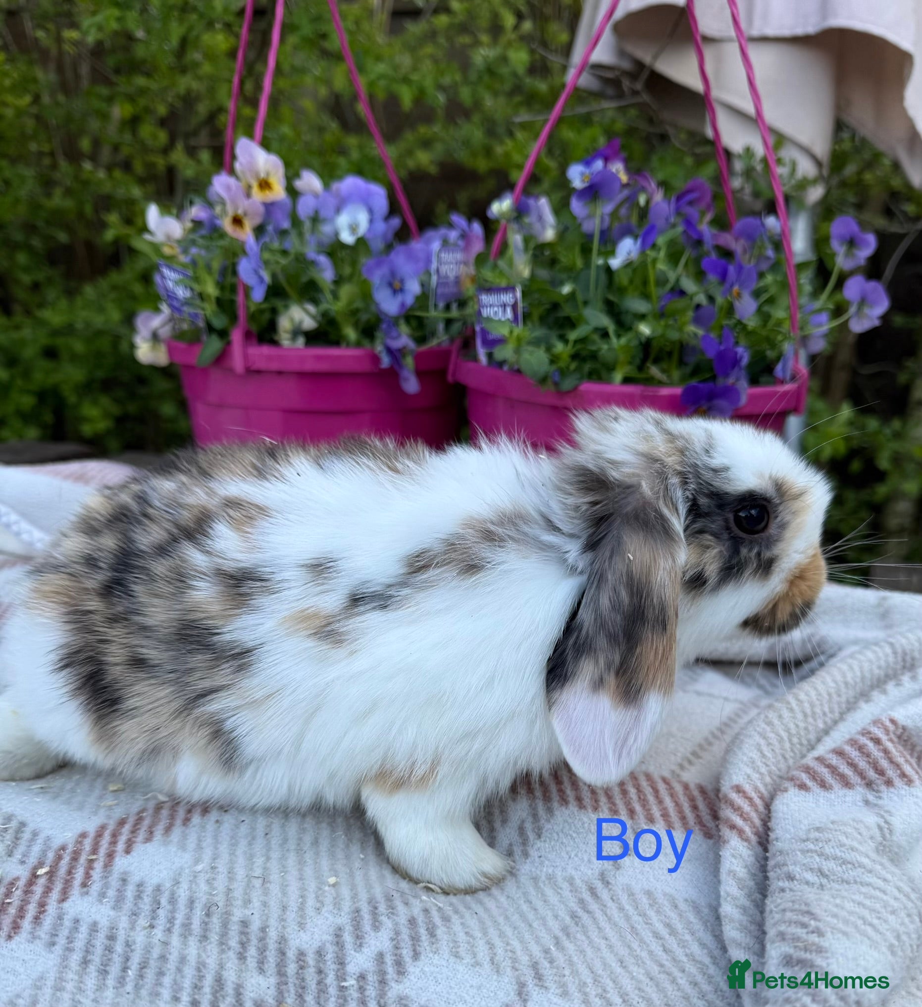 Mini Lop rabbits Mini lop babies - Advert 17