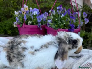 Mini Lop rabbits Mini lop babies - Advert 17