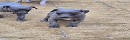 Whippet dogs for sale: Kc reg blue whippet pups  - Advert 22
