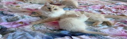 Ragdoll cats for sale: Kittens from Extensively Health Tested Parents - Advert 2