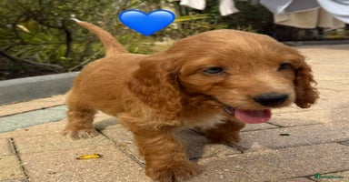 Cockapoo dogs - Advert 16