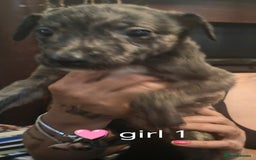 Mixed Breed dogs for sale: Bull grey whippet - Image 3