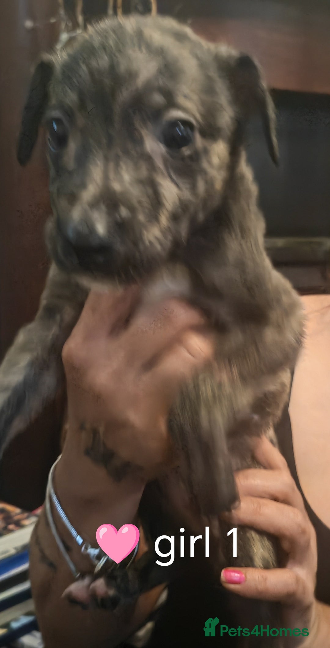 Mixed Breed dogs for sale: Bull grey whippet - Image 3