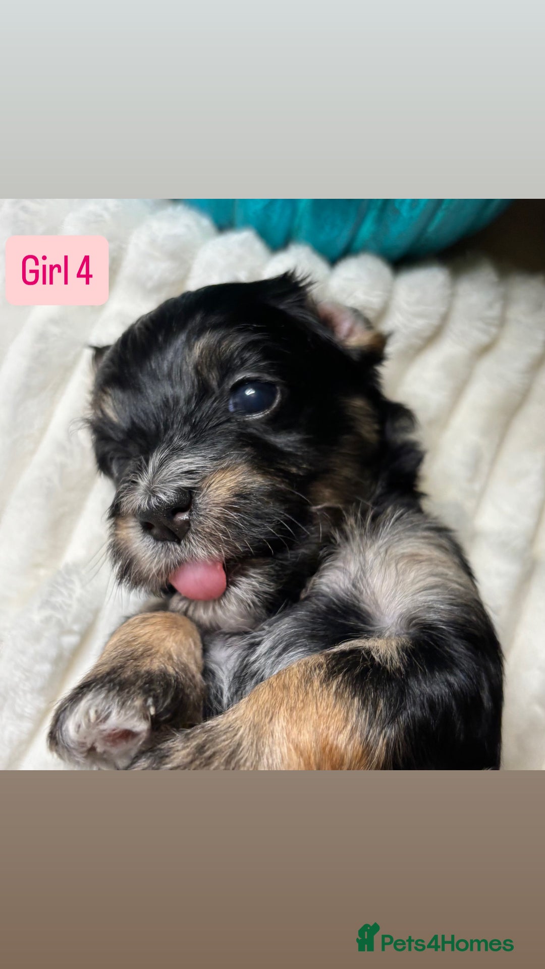 Havanese dogs for sale: 9 Beautiful Havanese Pedigree Puppies  - Advert 39
