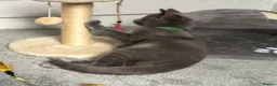 Russian Blue cats for sale: Russian Blue Kittens  - Advert 33