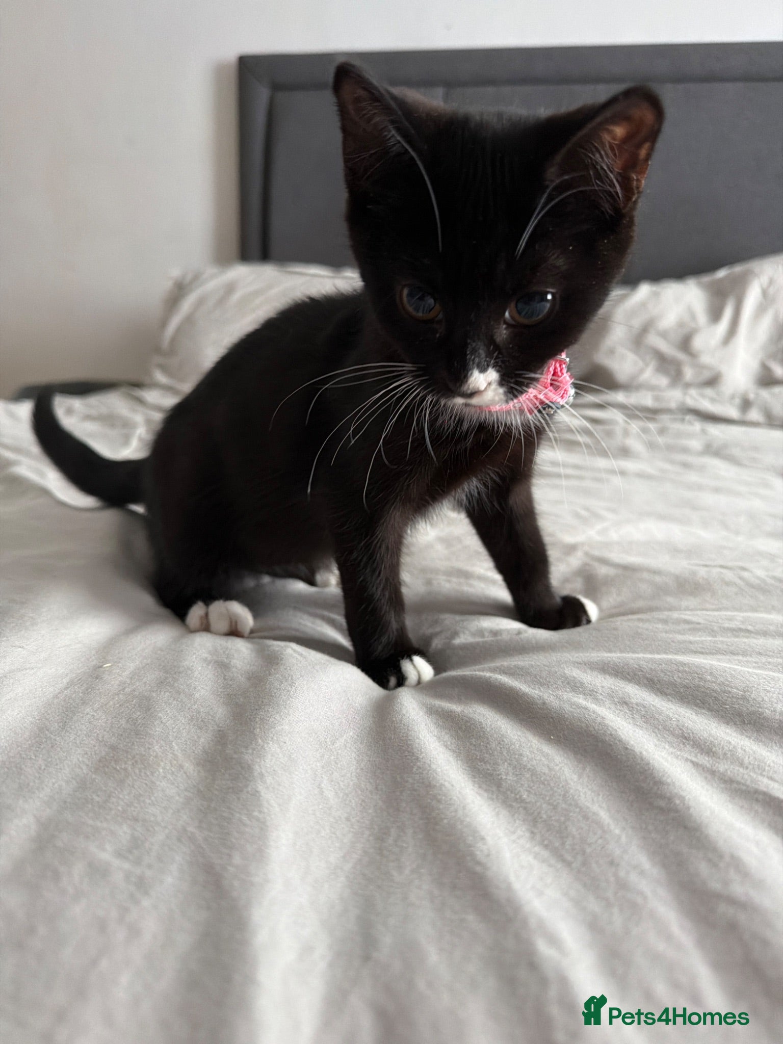 Mixed Breed cats Female kitten  - Advert 1