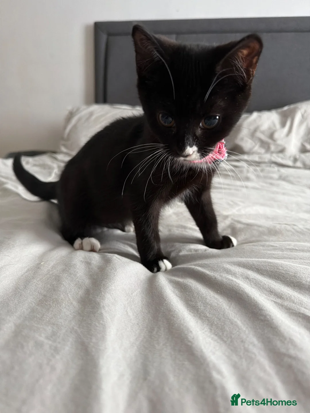 Mixed Breed cats for sale: Male and female kittens  - Advert 1