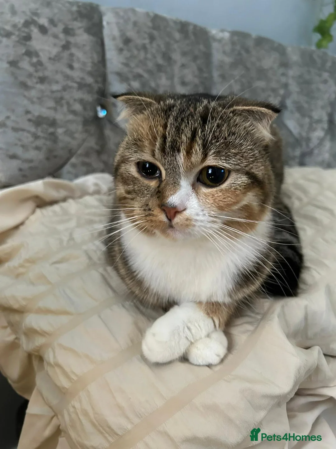 Scottish Fold cats for sale: Scottish fold mix in Sheerness - Advert 2