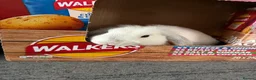 Mini Lop rabbits for sale: X2 Male mini lop - Advert 3