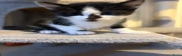 Mixed Breed cats for sale: Beautiful Tuxedo Kittens - Extraordinary Whiskers - Advert 8